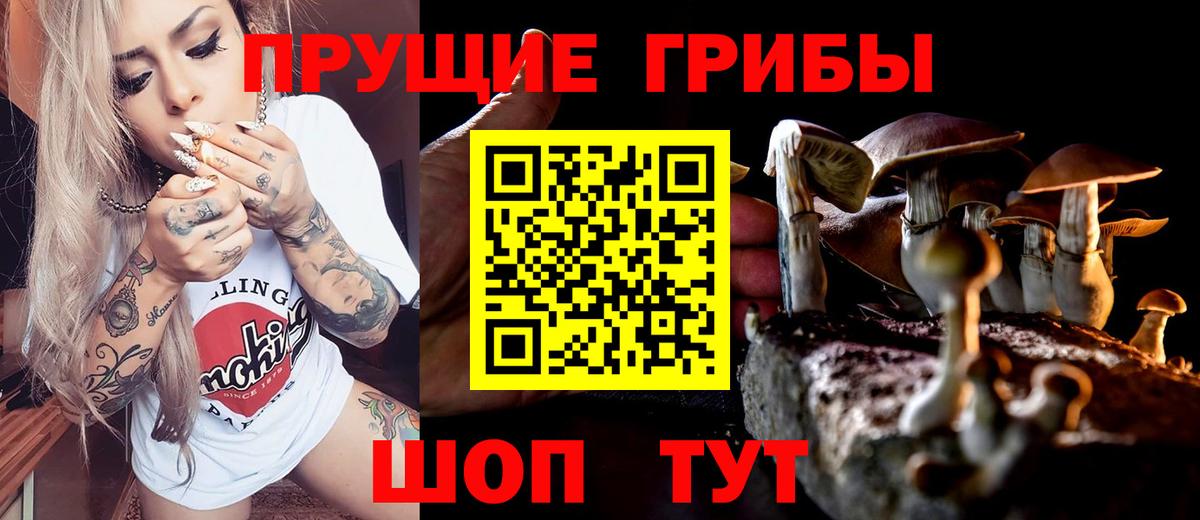 дарнет шоп  Псилоцибиновые грибы GOLDEN TEACHER  Вход с VPN  Горно-Алтайск  Псилоцибиновые грибы мицелий 